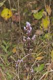 Stiff Gentian, Gentianella quinquefolia