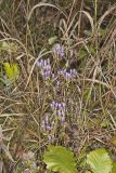 Stiff Gentian, Gentianella quinquefolia