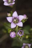 Stiff Gentian, Gentianella quinquefolia