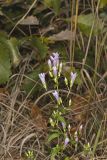 Stiff Gentian, Gentianella quinquefolia