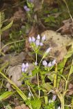 Stiff Gentian, Gentianella quinquefolia