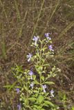 Forked bluecurls, Trichostema dichotomum