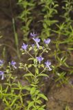 Forked bluecurls, Trichostema dichotomum