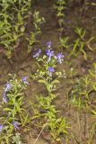 Forked bluecurls, Trichostema dichotomum