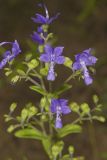 Forked bluecurls, Trichostema dichotomum