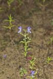 Forked bluecurls, Trichostema dichotomum