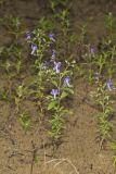 Forked bluecurls, Trichostema dichotomum