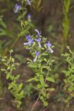 Forked bluecurls, Trichostema dichotomum