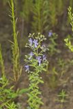 Forked bluecurls, Trichostema dichotomum