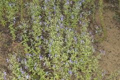 Forked bluecurls, Trichostema dichotomum