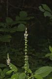 Heartleaf Hedgenettle, Stachys cordata