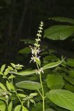 Heartleaf Hedgenettle, Stachys cordata