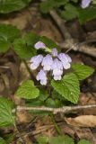 Meehan's Mint, Meehania cordata