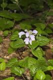 Meehan's Mint, Meehania cordata