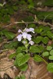 Meehan's Mint, Meehania cordata