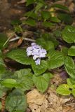 Meehan's Mint, Meehania cordata