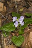 Meehan's Mint, Meehania cordata