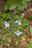Meehan's Mint, Meehania cordata