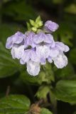 Meehan's Mint, Meehania cordata