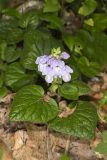 Meehan's Mint, Meehania cordata