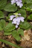 Meehan's Mint, Meehania cordata