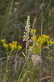 Obedient Plant, Physostegia virginiana