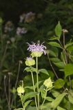 Wild bergamot, Monarda fistulosa