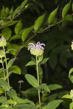 Wild bergamot, Monarda fistulosa