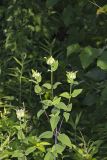 Wild bergamot, Monarda fistulosa