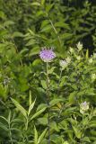 Wild bergamot, Monarda fistulosa