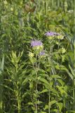 Wild bergamot, Monarda fistulosa