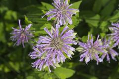 Wild bergamot, Monarda fistulosa