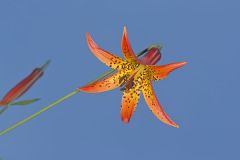 Canada Lily, Lilium canadense