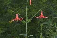 Canada Lily, Lilium canadense