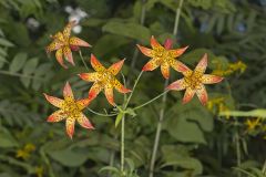 Canada Lily, Lilium canadense
