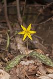 Goldenstar, Erythronium Rostratum