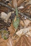 Goldenstar, Erythronium Rostratum