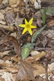 Goldenstar, Erythronium Rostratum