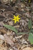 Goldenstar, Erythronium Rostratum