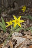 Goldenstar, Erythronium Rostratum
