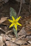 Goldenstar, Erythronium Rostratum