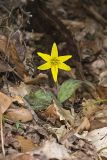 Goldenstar, Erythronium Rostratum