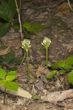Narrowleaf Wild Leek, Allium burdickii
