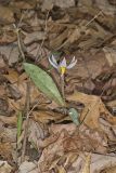 White Trout Lily, Erythronium albidum