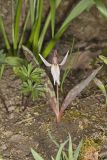 White Trout Lily, Erythronium albidum