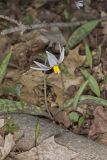 White Trout Lily, Erythronium albidum