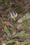 White Trout Lily, Erythronium albidum