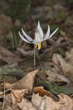 White Trout Lily, Erythronium albidum