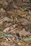 White Trout Lily, Erythronium albidum