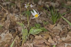 White Trout Lily, Erythronium albidum
